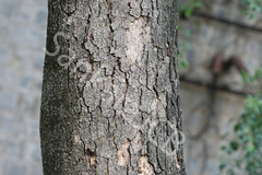 Albizia odoratissima